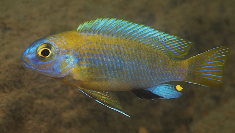 Maylandia sp. 'patricki' Chidunga Rocks
